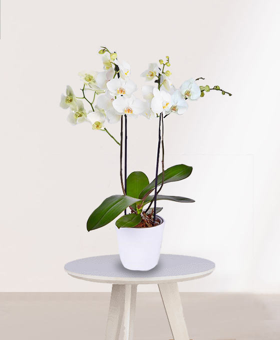 Planta Orquídeas Blancas en maceta de cerámica blanca puesta sobre mesa de madera