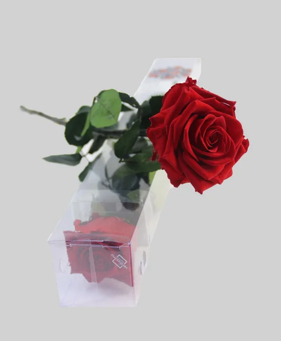 Rosa roja con tallo largo encima de caja de plástico con una rosa roja